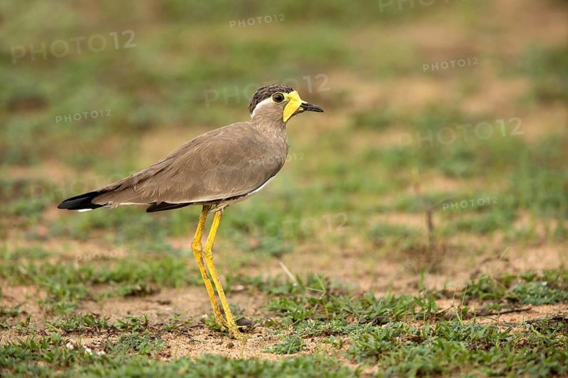 Yellow-wattled Lapwing (Vanellus malabaricus) perched on the ground, Udawalawe National Park, Sri Lanka