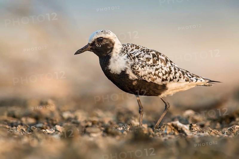 Grey Plover (Pluvialis squatarola), Poland