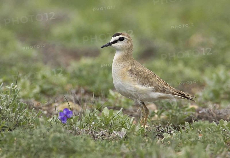 Mountain Plover (Charadrius montanus), Montana, USA