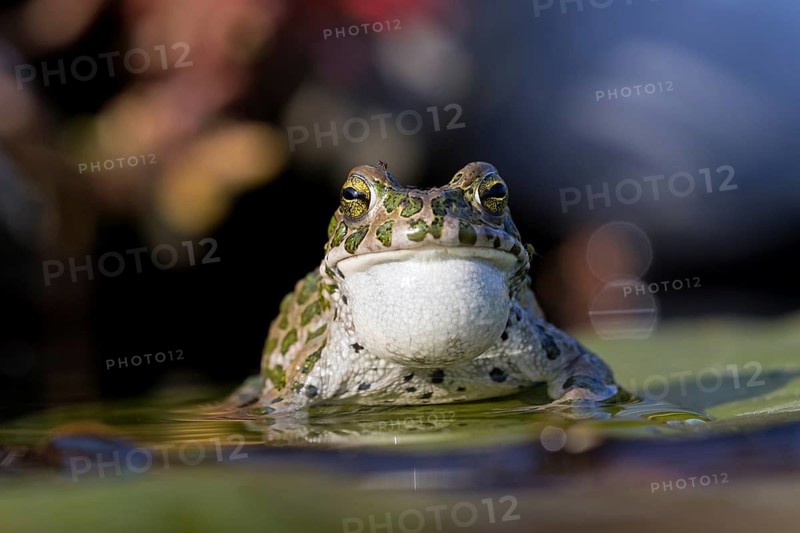 Green toad, Green toad, House toad, Variable toad, Village toad, Variegated toad, (Bufotes viridis), Animals, Frogs, Toad family, Beindersheim, Bad Dürkheim district, Rhineland-Palatinate, Federal Republic of Germany
