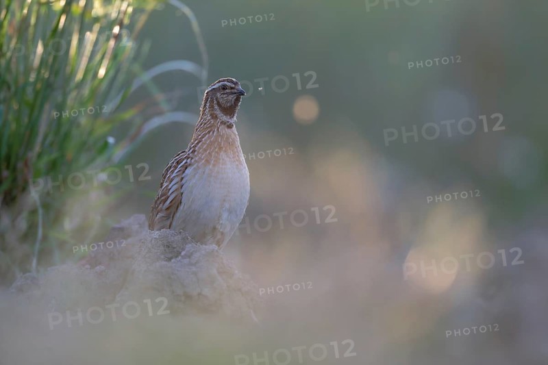 Common Quail (Coturnix coturnix), Saxony, Germany