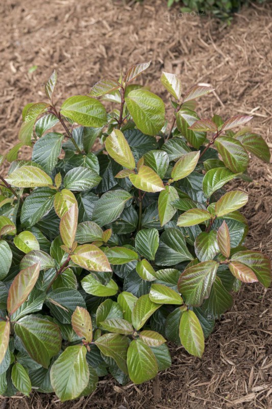 Viburnum SHINY DANCER, Anchers Havecenter, Grand Haven, Michigan, United States of America