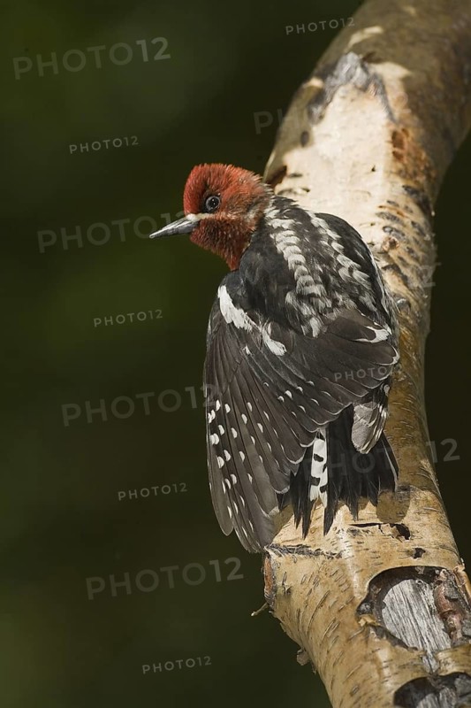 Red-breasted Sapsucker (Sphyrapicus ruber), California, USA