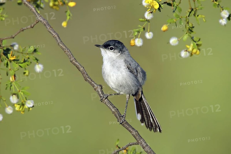 Black-tailed Gnatcatcher Polioptila nigriceps Tucson, Pima County, ARIZONA, United States 6 May Adult Male SYLVIIDAE