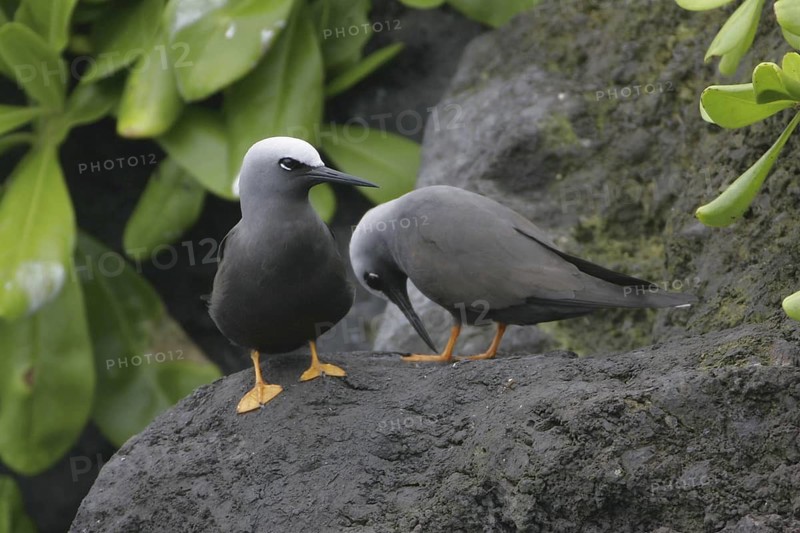 Black Noddy, Anous minutus, USA, Hawaii, Maui