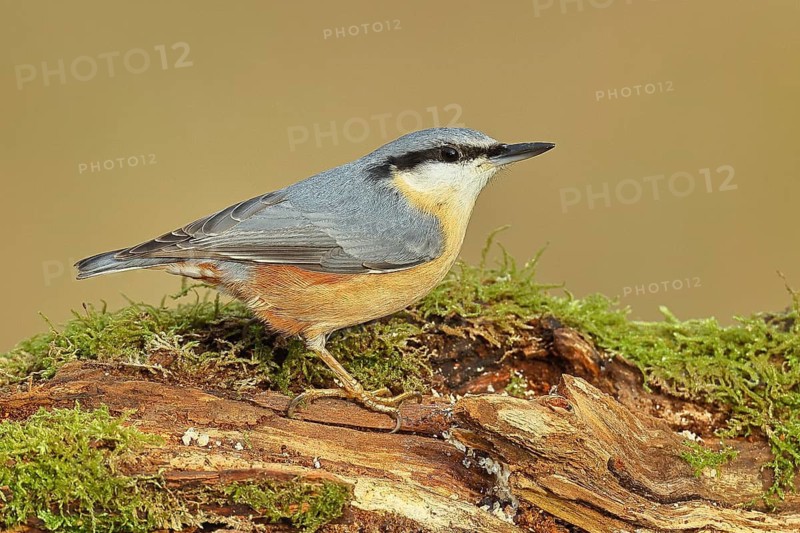 Nuthatch (Sitta europaea), sitting on a tree root covered with moss, Wilnsdorf, North Rhine-Westphalia, Germany