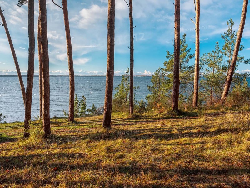 Pine groves on the Baltic Sea in evening light, view of the sea through the trees, Hohen Wieschendorf Huk, near Wismar, Mecklenburg-Western Pomerania, Germany