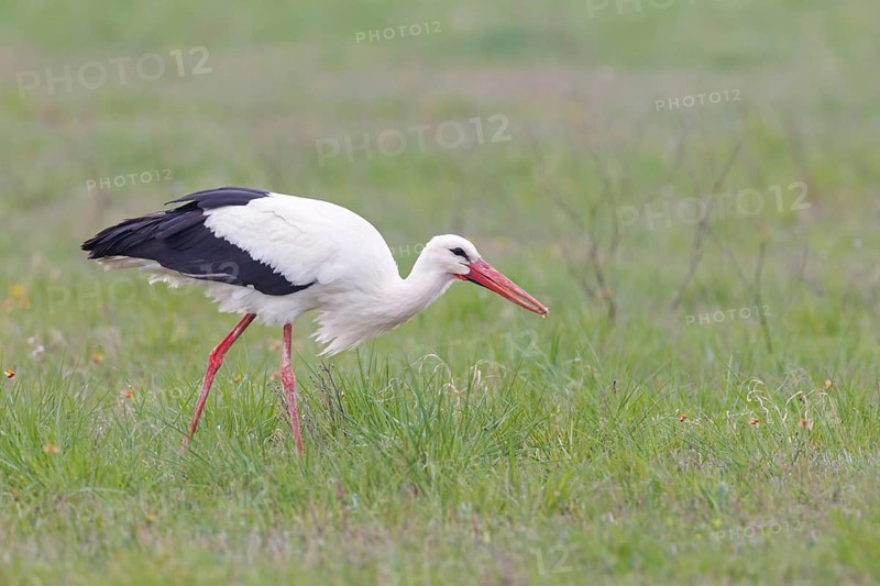 White Stork (Ciconia ciconia) foraging, Lake Neusiedl, Austria