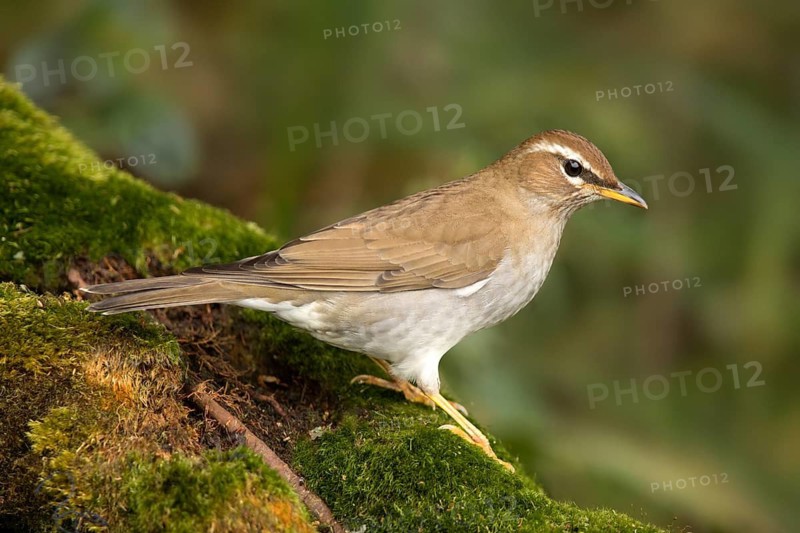 Grey-sided Thrush (Turdus feae), Pahang, Malaysia