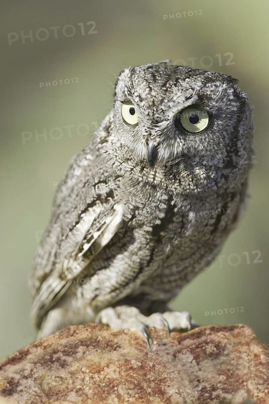 Western Screech Owl (Megascops kennicottii), Arizona, USA