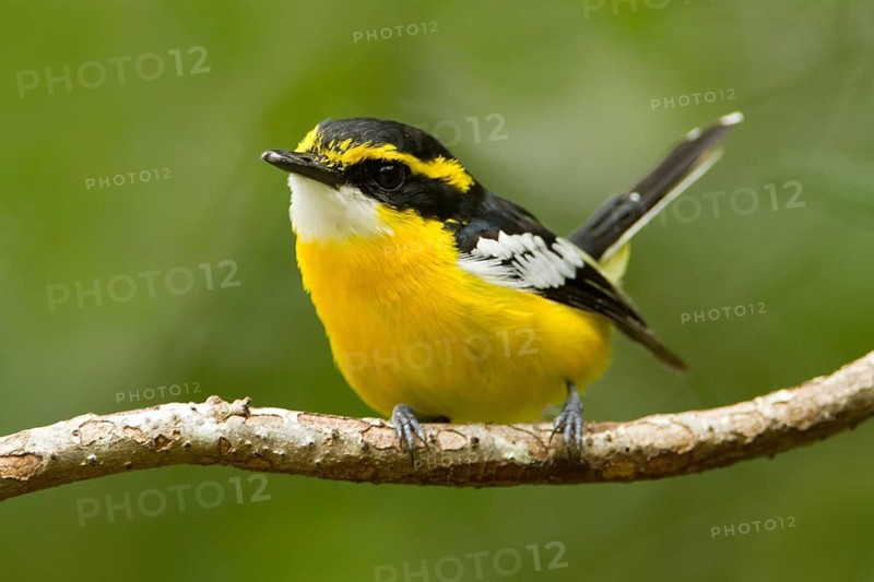 Yellow-breasted Boatbill (Machaerirhynchus flaviventer secundus) male, Queensland, Australia
