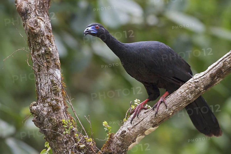Black Guan (Chamaepetes unicolor) perched on a branch in Costa Rica, Central America