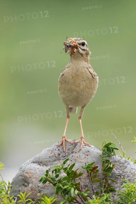 Tawny Pipit (Anthus campestris) carrying insect prey to feed young, Grobnik, Croatia