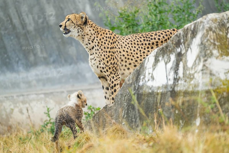 Cheetah (Acinonyx jubatus) mother with her youngster, captive, occurrence Africa