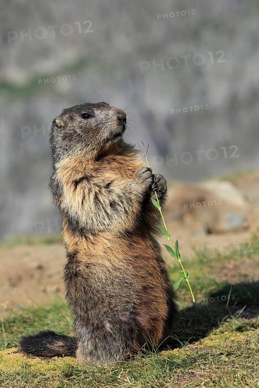 One adult Alpine Marmot, Marmota marmota, sitting erected, feeding on something. Großglockner mountain range in the background