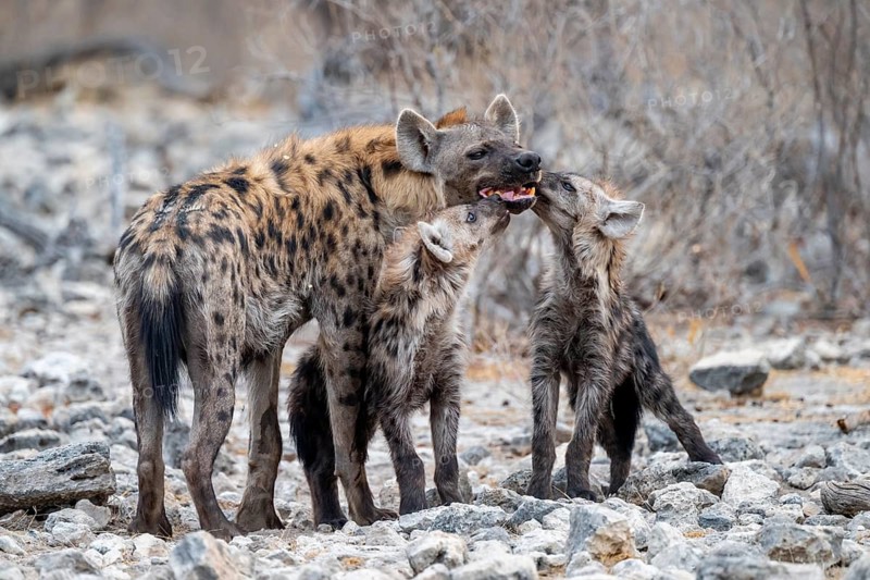Spotted hyena or spotted hyena (Crocuta crocuta) with two young animals, Etosha National Park, Namibia