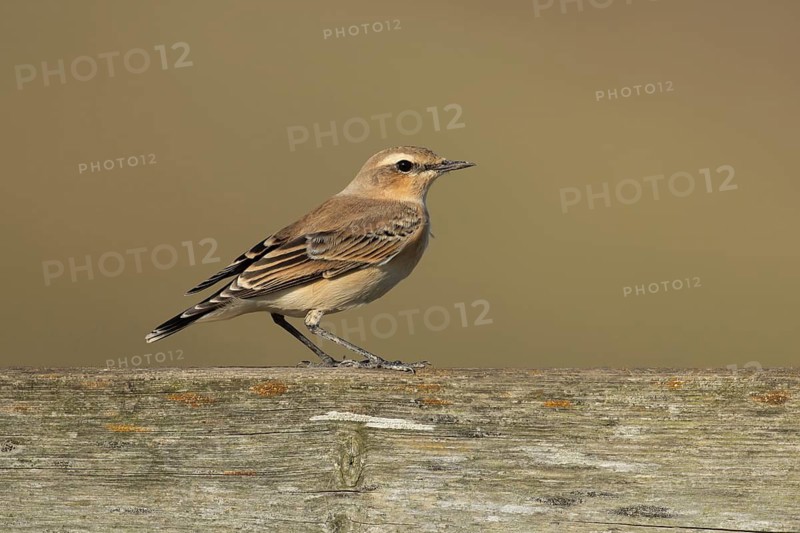 Northern wheatear (Oenanthe oenanthe) adult female bird on a fence, RSPB Frampton marsh nature reserve, Lincolnshire, England, United Kingdom