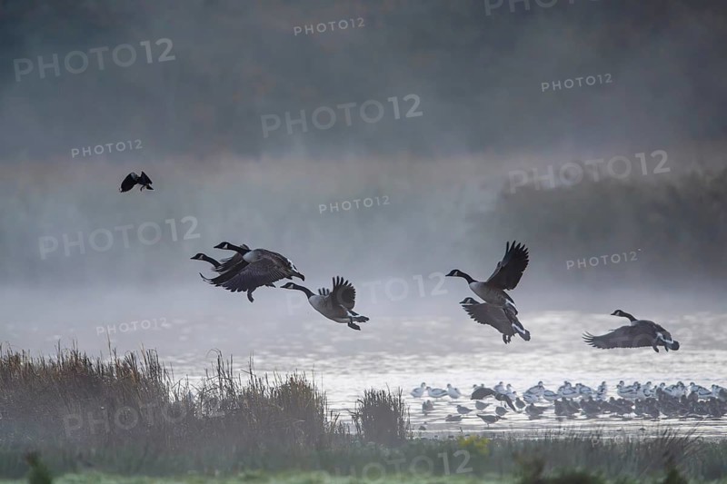 Canada Goose, Branta Canadensis, birds in flight over marshes