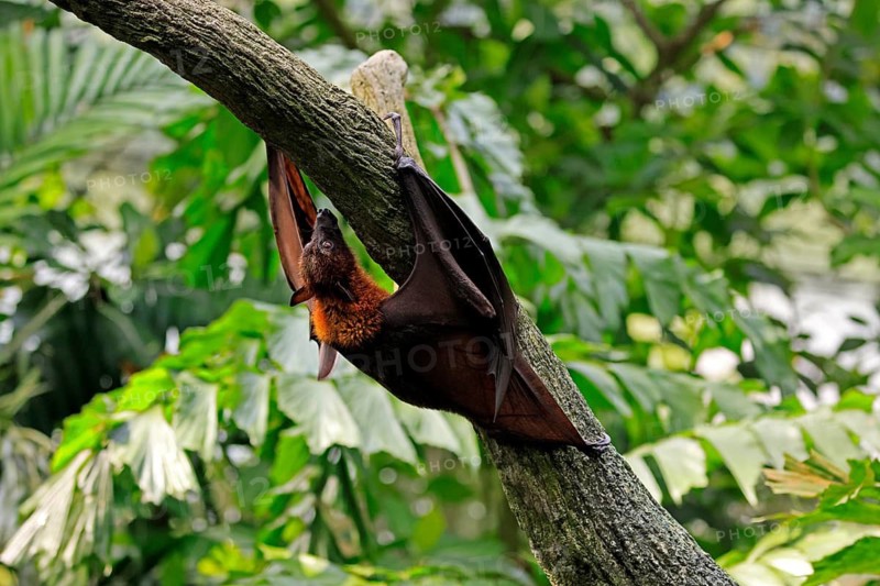 Kalong flying fox (Pteropus vampyrus), adult, climbing, in sleeping tree, during the day, Singapore, Southeast Asia