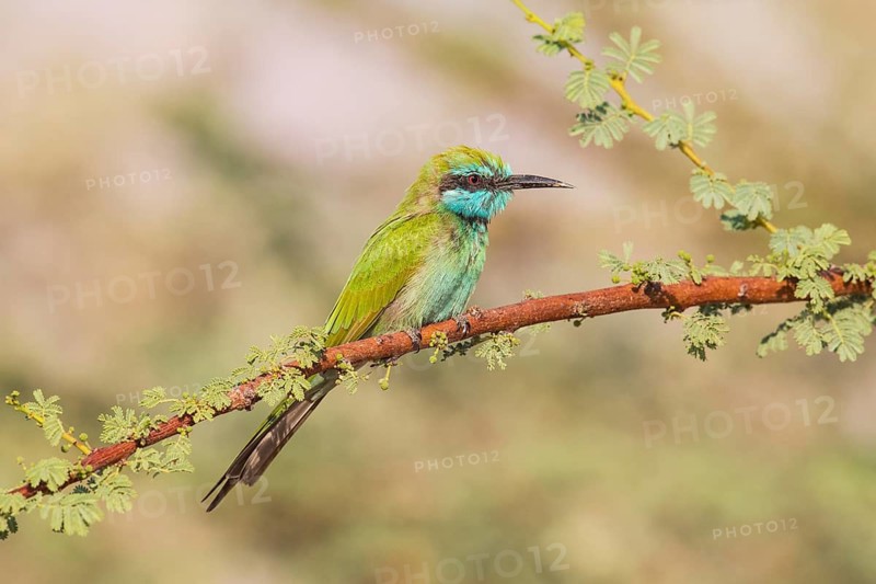 Green Bee-eater (Merops orientalis), Eilat, Israel