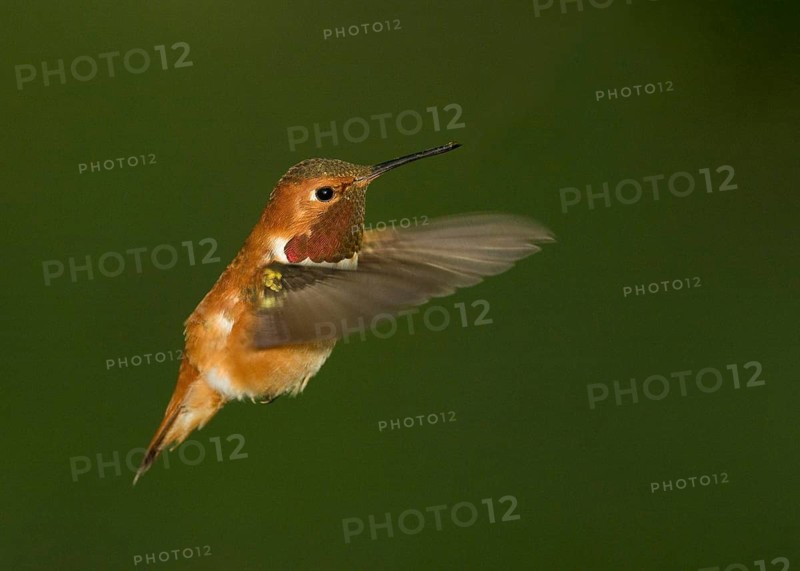 Male Rufous Hummingbird hovering