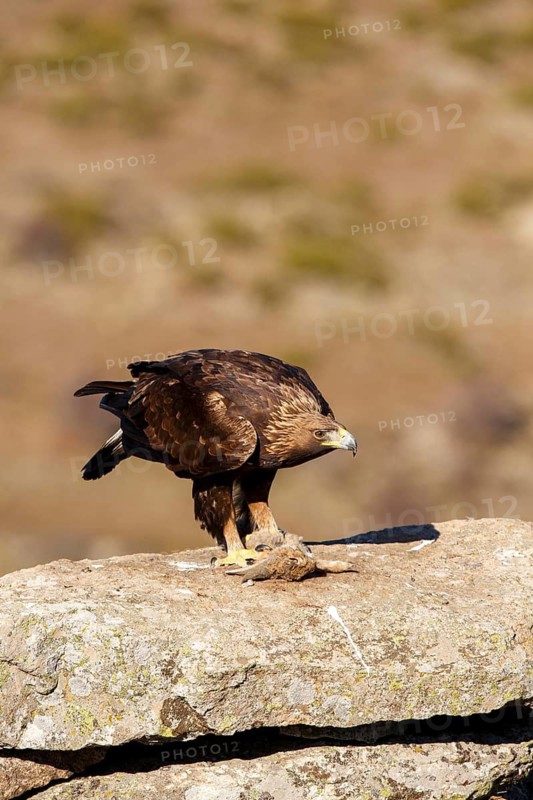 Golden Eagle (Aquila chrysaetos) female, Castile and Leon, Spain