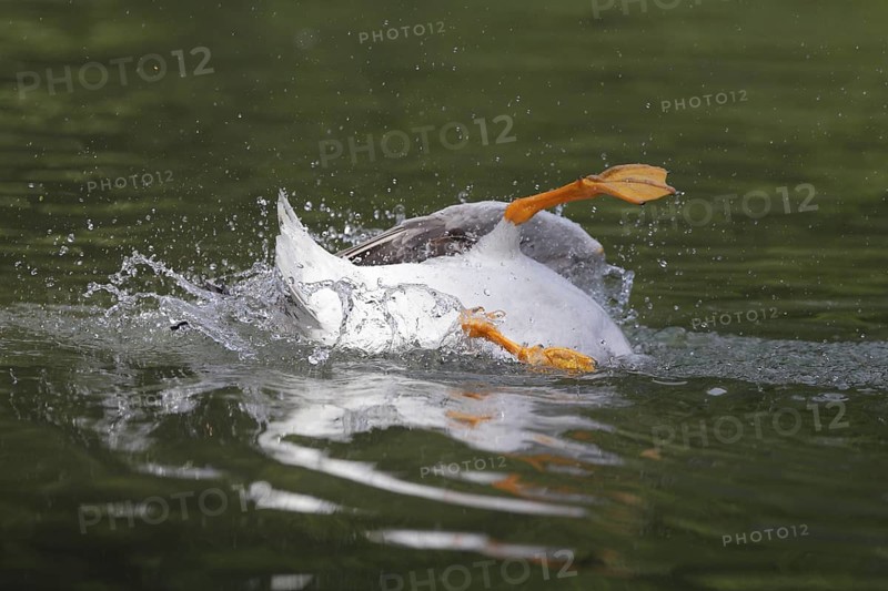 Bar-headed Goose (Anser indicus) bathing, Bavaria, Germany