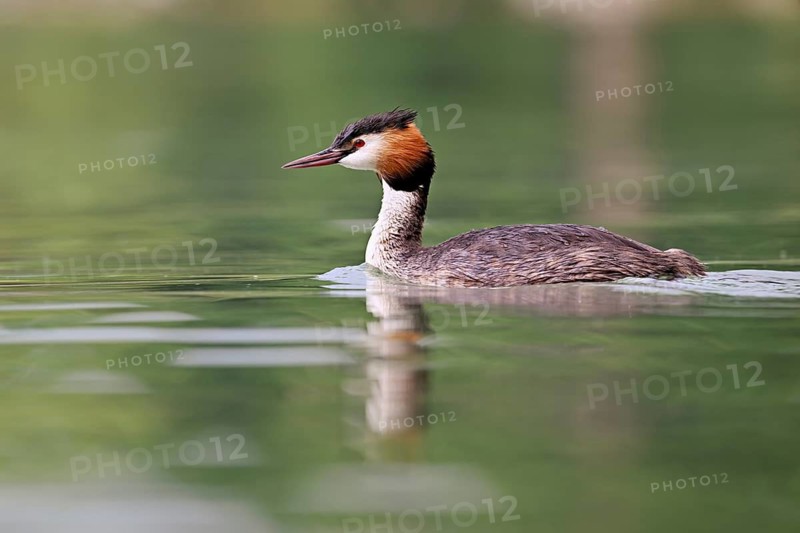 Great Crested Grebe (Podiceps Scalloped ribbonfish), swimming in the water, Lake Zug, Canton Zug, Switzerland