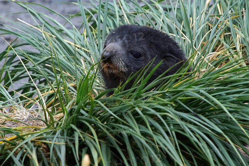 Seal, baby seal, baby sea lion, sea lion, portrait, South Georgia, animals, mammals, seals, Antarctica