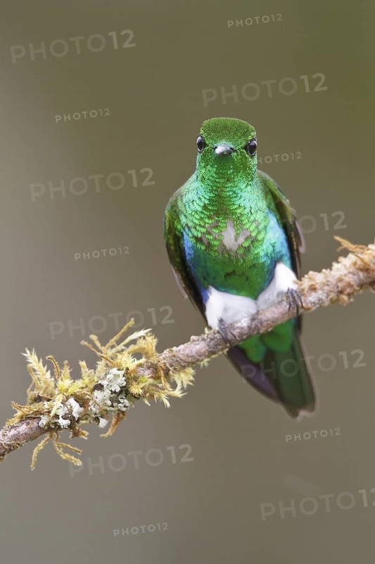 Emerald-bellied Puffleg (Eriocnemis aline), Abra Patricia Protected Area, Peru