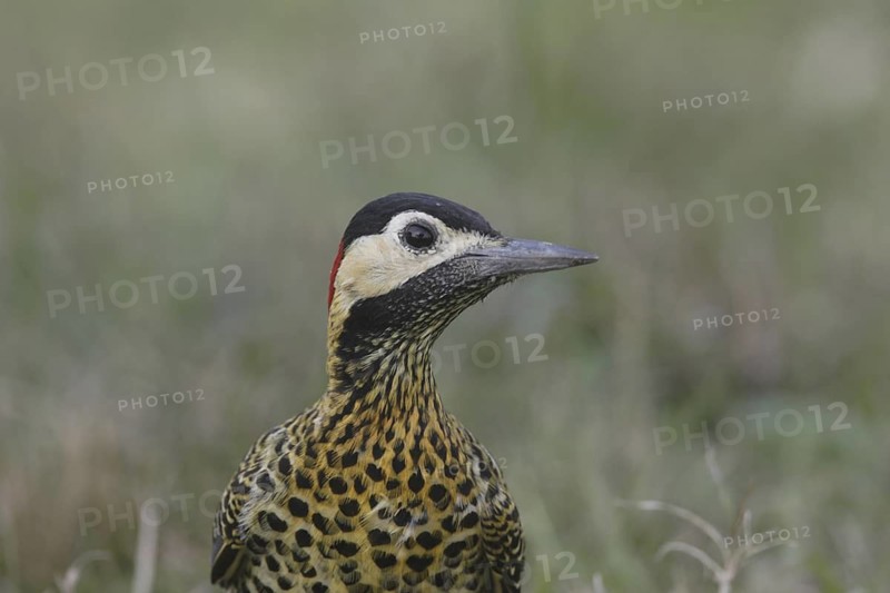 Green-barred Woodpecker (Colaptes melanochloros) female, Corrientes, Argentina