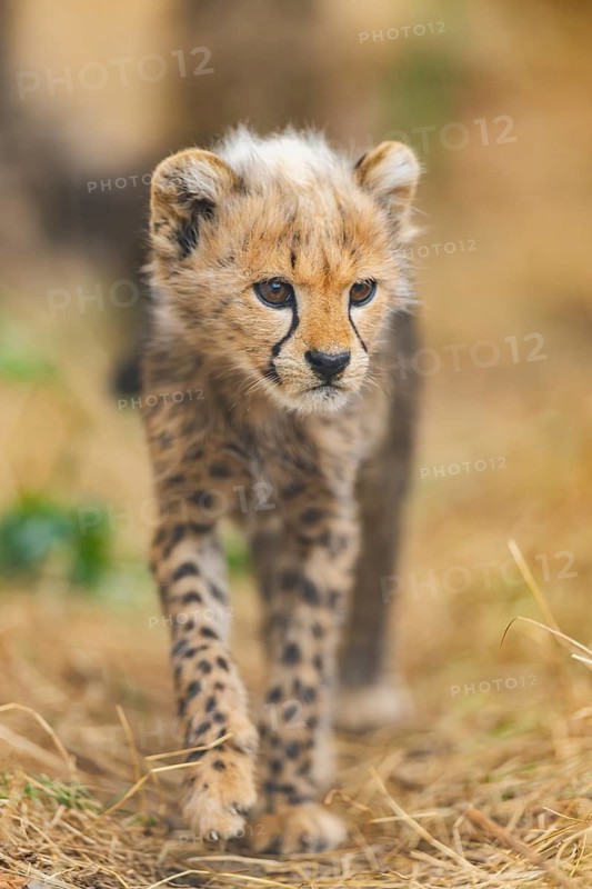 Cheetah (Acinonyx jubatus) youngster walking on a meadow, captive, occurrence Africa