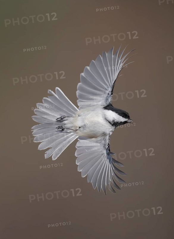 Black-capped Chickadee (Poecile atricapillus) flying, Alaska, USA