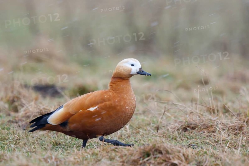 Ruddy Shelduck (Tadorna ferruginea), North Rhine-Westphalia, Germany