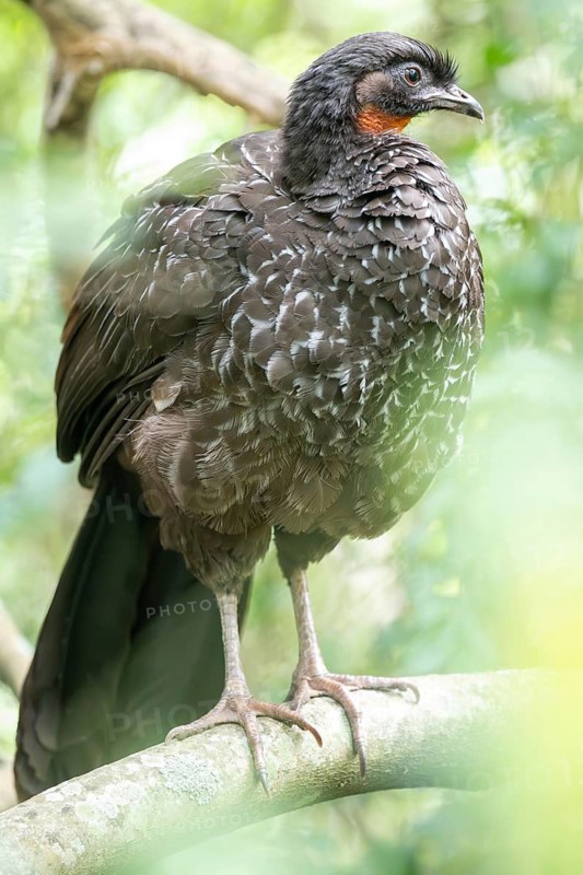 Bronze guan (Penelope obscura) in the forest in a nature reserve in Buenos Aires, Argentina