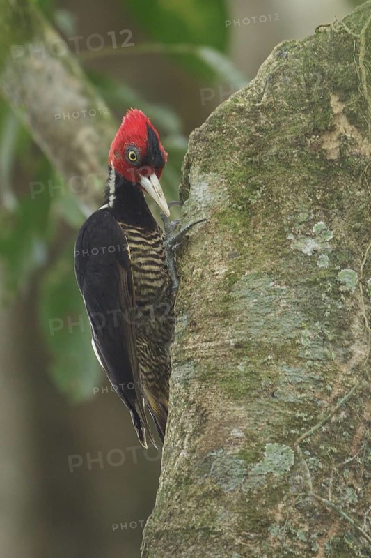 Pale-billed Woodpecker (Campephilus guatemalensis) perched on a branch in Costa Rica, Central America