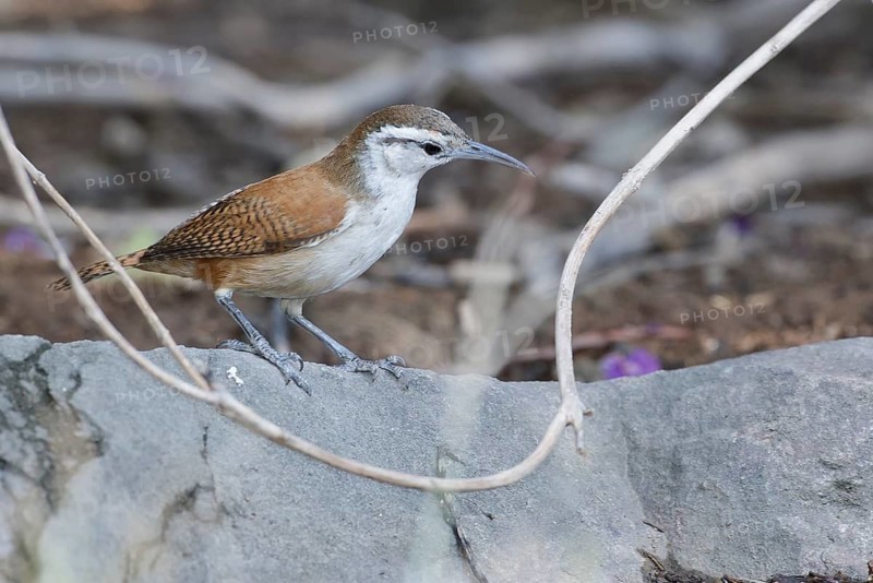 Superciliated Wren (Cantorchilus superciliaris), Lambayeque, Peru