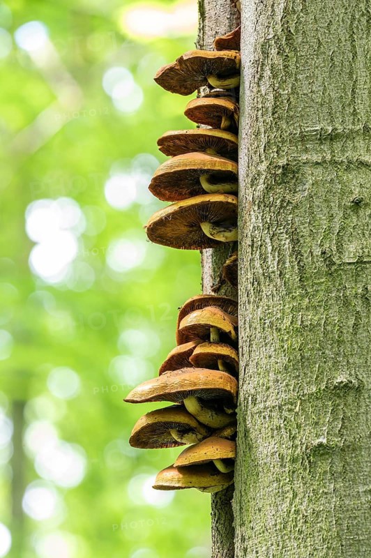 Goldfell-Schüppling (Pholiota aurivella), older fruiting bodies on the trunk of a copper beech (Fagus sylvatica), Thuringia, Germany