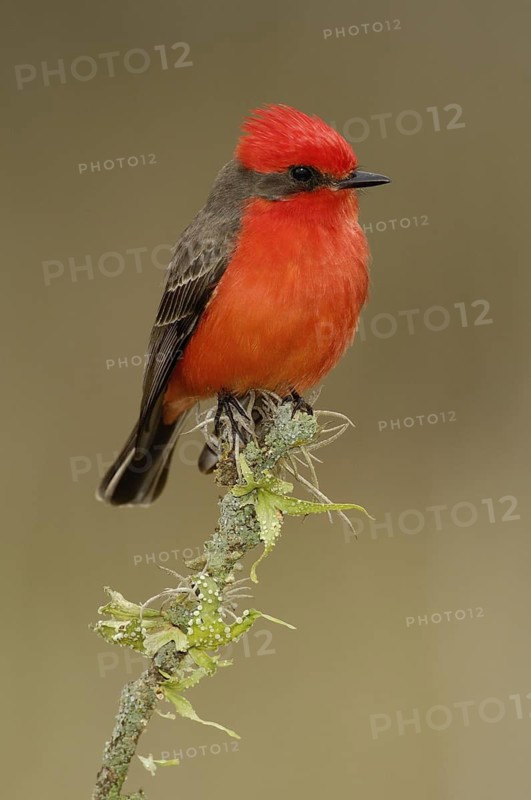Vermilion Flycatcher (Pyrocephalus rubinus), Texas, USA