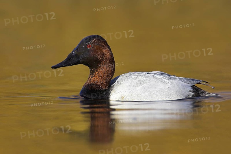 Canvasback (Aythya valisineria) male, British Columbia, Canada