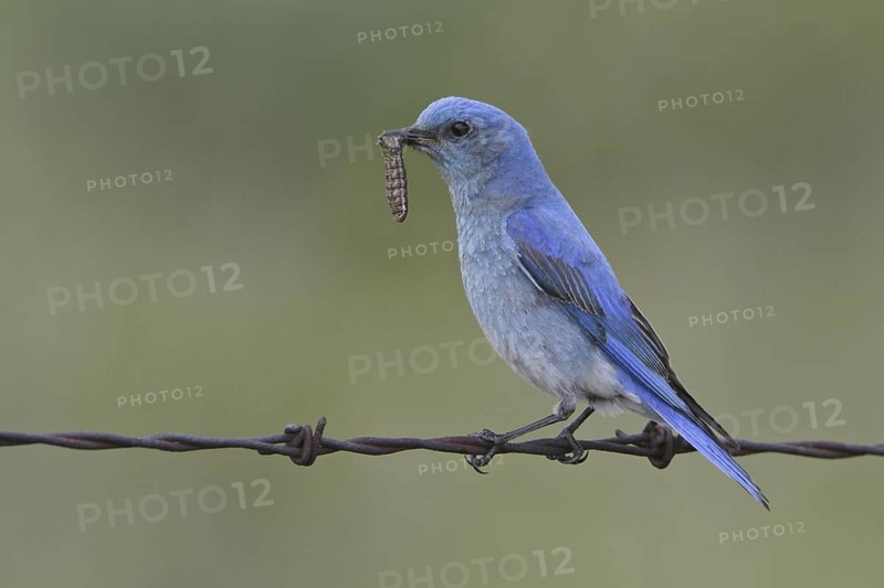 Mountain Bluebird (Sialia currucoides), Alberta, Canada