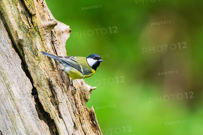 Great tit (Parus major) sitting on an old wrotten tree trunk at a swamp, Bavaria, Germany