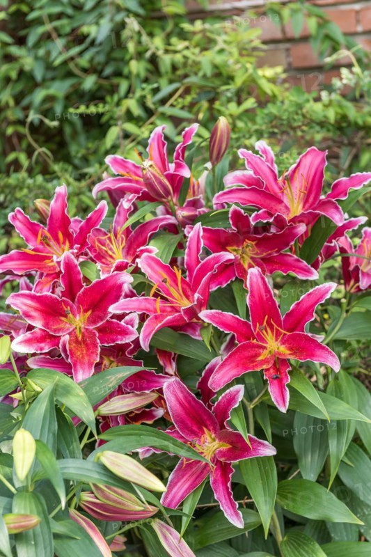 Lily (Lilium 'Kings Cross'), Pruhonice Dendrological Garden, Czech Republic