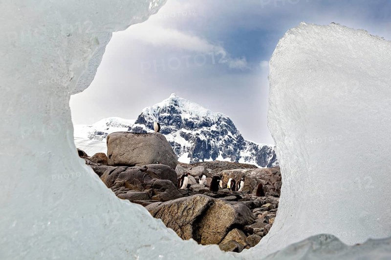 Penguins seen through an ice window, mountains in the background, gentoo penguin (Pygoscelis papua) in the Antarctic