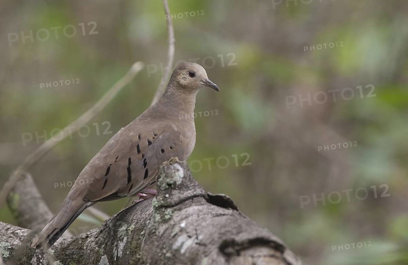 Ecuadorian Ground Dove (Columbina buckleyi), Manabi, Ecuador