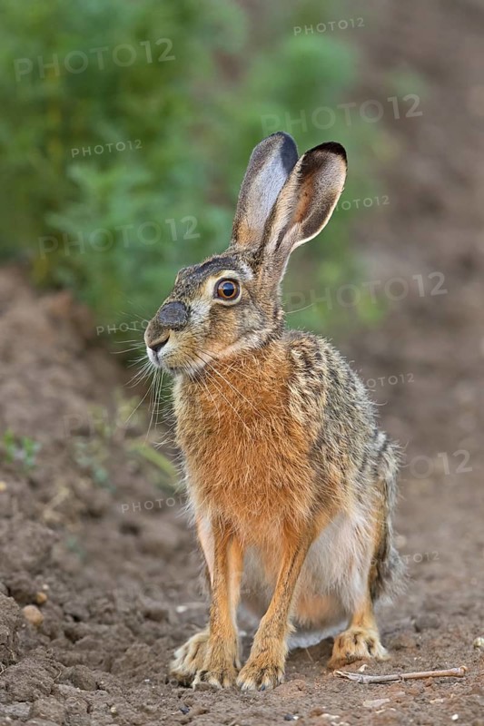 Brown hare, (Lepus europaeus), animals, birds, mammals, family of hares, sits, field path, biotope, habitat, Lake Neusiedl, Illmitz, Burgenland, Austria