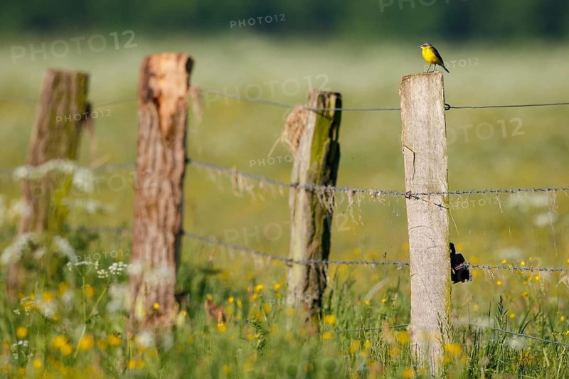 Western Yellow Wagtail (Motacilla flava) male perched on a pale, North Rhine-Westphalia, Germany