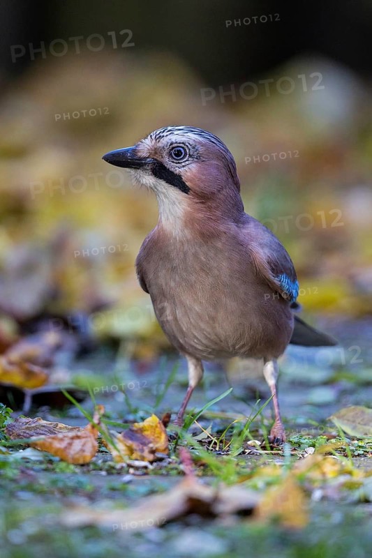 Eurasian Jay (Garrulus glandarius) perched on the ground, Bavaria, Germany