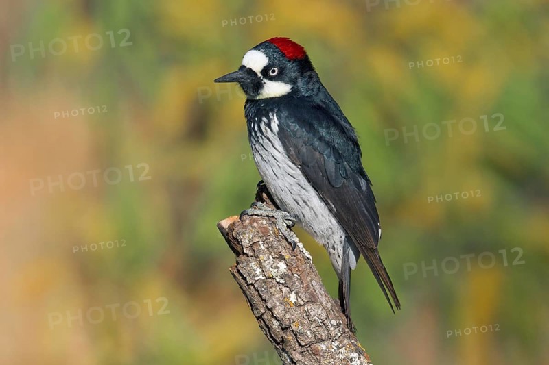 Acorn Woodpecker Melanerpes formicivorus Chiricahua Mountains, Arizona, United States April Adult Female Picidae