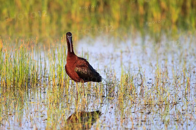 Glossy Ibis (Plegadis falcinellus) foraging, Greece